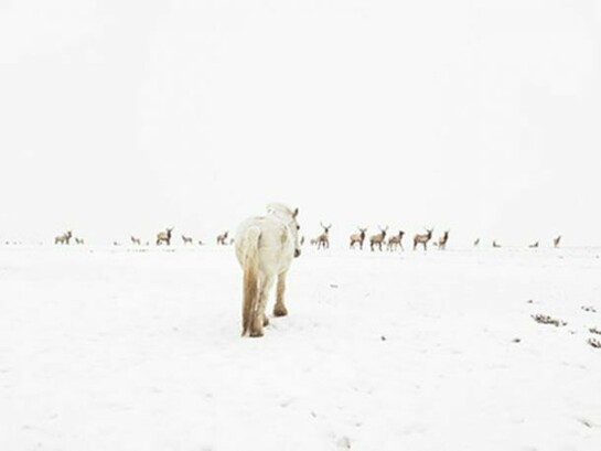 Lucas Foglia, Jewett Elk Feedground, Merna, Wyoming, 2010, C-print: 36 x 46 inches