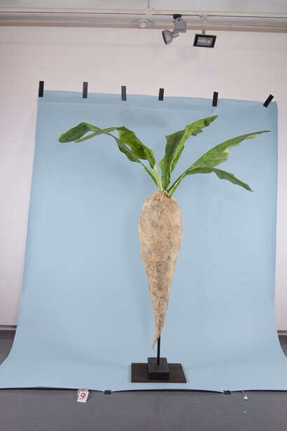 Grégoire Motte, Giant chicory root, 2022. Courtesy of Centrale | vitrine © G. Motte