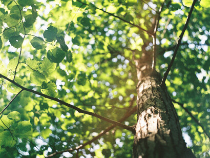 La metafora aristotelica delle piante come uomini capovolti 