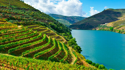 Douro Vinhateiro