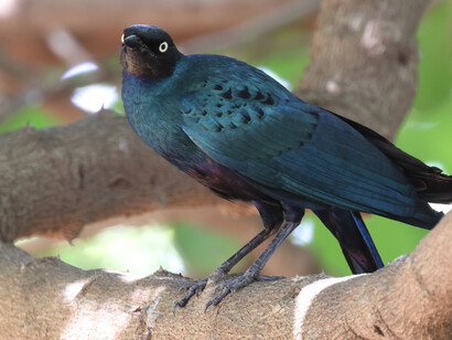 Long-tailed glossy starling in Farasuto, The Gambia © Gehan de Silva Wijeyeratne