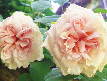 'Ophelia', rosa inglese di David Austin. Foto di Enzo Valenti