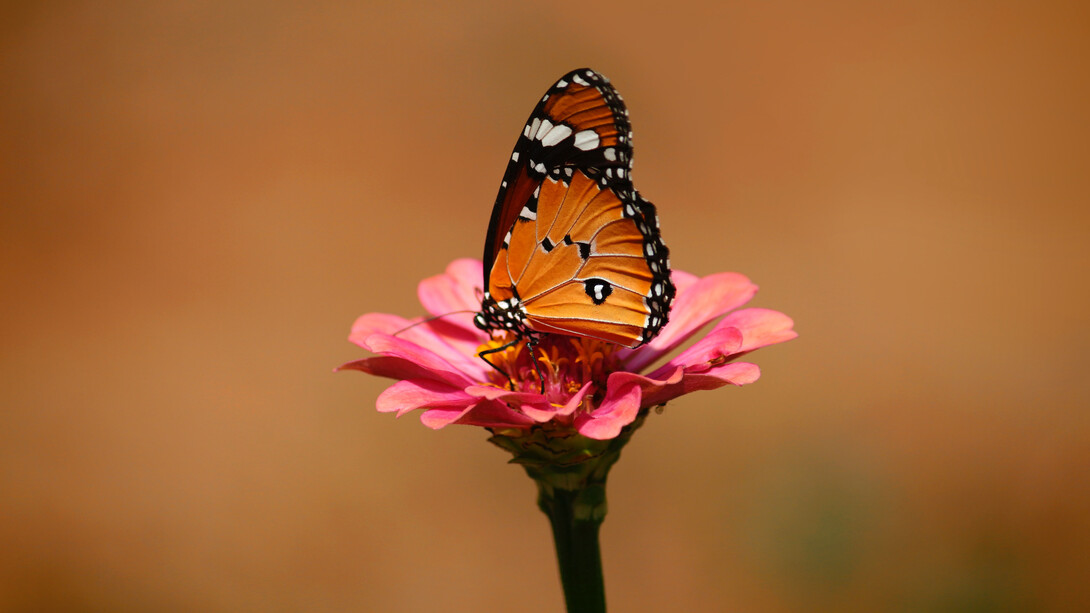 Crucial is taking aggressive steps toward building an ecological democracy 