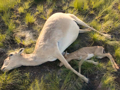 Antílopes saiga muertos en un campo en Kazajstán. Alrededor de 20,000 ejemplares de esta especie fueron encontrados muertos en una semana a causa de una bacteria común cuyo comportamiento cambió por la subida de temperaturas, 2018