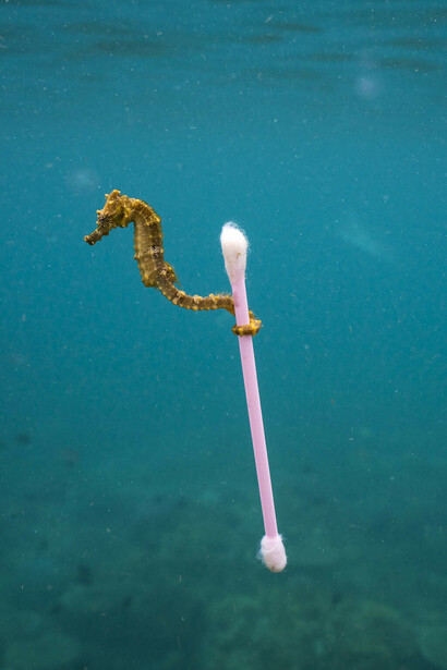 Wildlife Photographer of the Year. Courtesy of La fortezza Firmafede