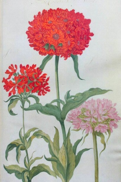 F. De Geest, Lychnis chalcedonica