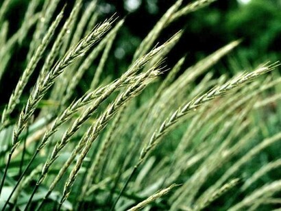 A pesar de su escasa distribuición actual, el kernza gana adeptos cada día que pasa