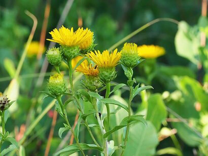 Enula campana