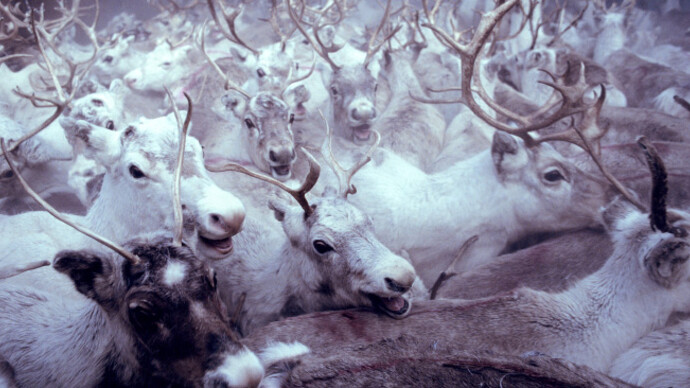 Frost. Courtesy of Canadian Museum of Nature