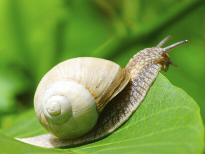 Un caracol descansa sobre una planta