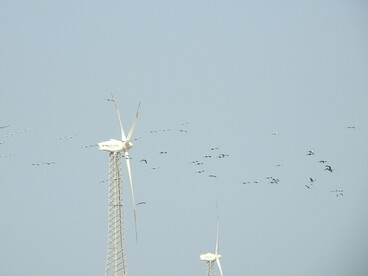 Grous-demoiselle e aerogeradores ocupam o mesmo horizonte em uma paisagem marcada pela presença humana. A imagem sintetiza o dilema de uma transição que precisa combater as mudanças climáticas sem criar novos impactos sobre a biodiversidade