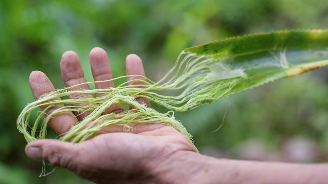 Pineapple leaf fibers