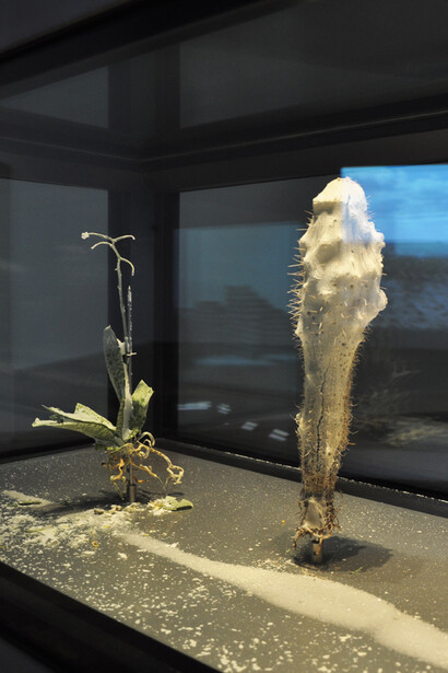 Julian Charrière, Tropisme, 2014
