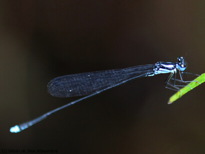 Prodosineura sp. © Gehan de Silva Wijeyeratne