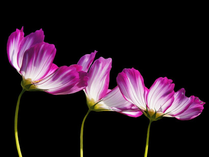Adverse circumstances turn into something that leads to feeling imprisoned
