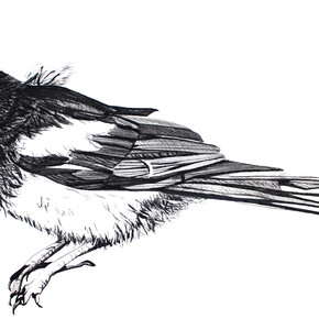 Young Magpie, Medium: Egg tempera on paper, Size:20cm High x 37cm Wide, Year 2015/2016