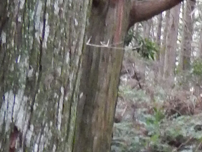 Me consuelo como puedo: regreso a Neruda, que me arrastra hasta donde el mar se convierte en verso. Lugares sagrados y rutas de peregrinación en la cordillera de Kii, Kumano Kodo, península de Kii, al sur de Osaka, en la región de Kansai en Japón