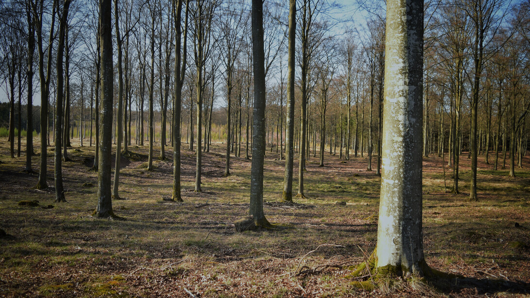 Bosque - Fotografía de Gabriel Lopez. Dinamarca, 2021
