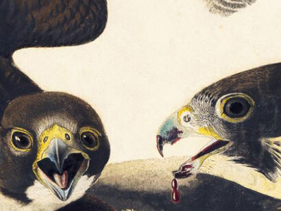 Audubon’s Birds of America Focus Gallery. Courtesy of New-York Historical Society
