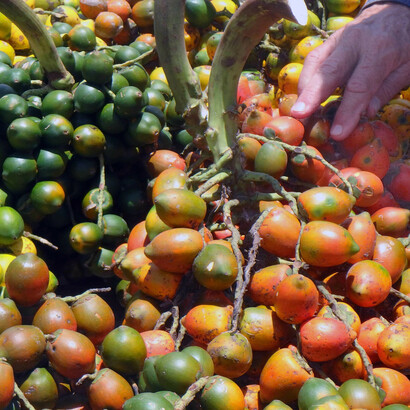 La pupunha es la fruta muy nutritiva de una palma que tiene 10.000 años de domesticación en la selva y se la conoce en Suramérica por otros nombres: 'chontaduro', 'pejibaye' y 'pijiguao'. Foto de Karen Brewer