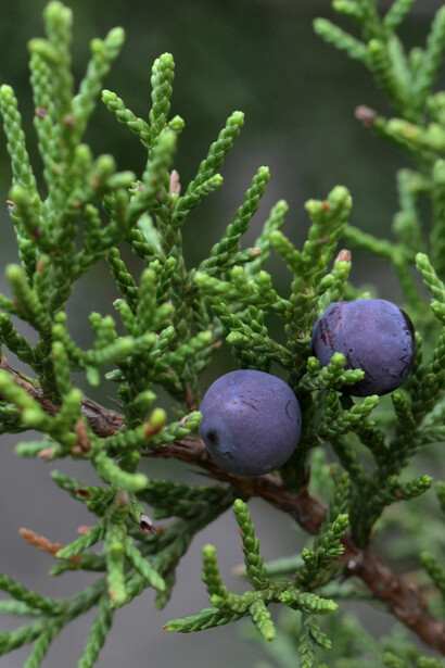 Ginepro sabino (Juniperus sabina)