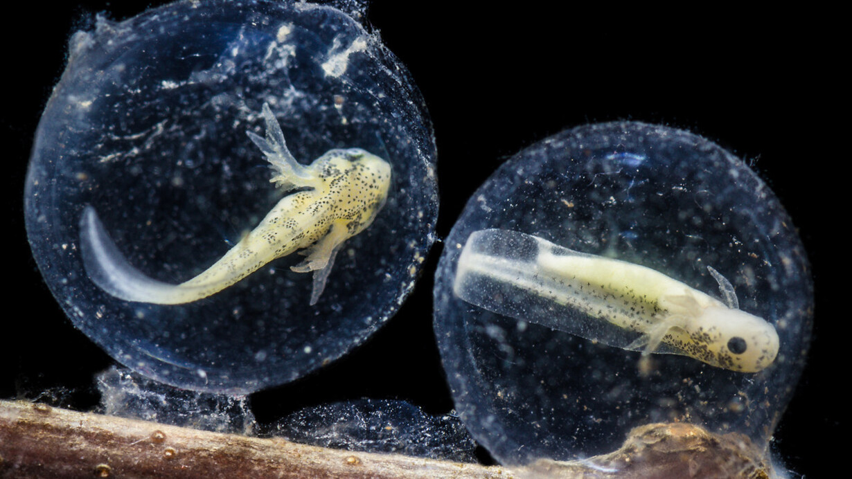 Uova di Ambystoma mavortium, John Clare