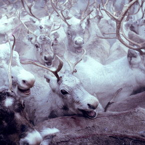 Frost. Courtesy of Canadian Museum of Nature