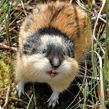 Les lemmings lorsque la nourriture vient à manquer, ils partent en colonne, et vont droit devant eux, l’un derrière l’autre, jusqu’à ce qu’ils rencontrent un fleuve