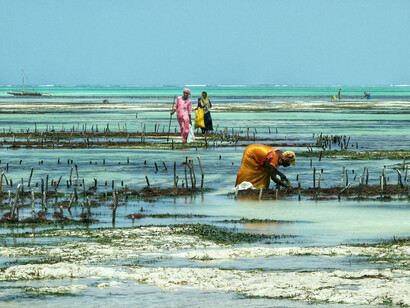 Cultivo de macroalgas en Zanzíbar, Tanzania. Actualmente, el gobierno venezolano está apoyando el cultivo de una de las especies que se producen en este lugar