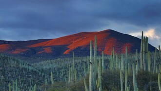 Cactus, Messico. Il cactus allucinogeno peyote nella cultura Huichol: tra sacro e profano