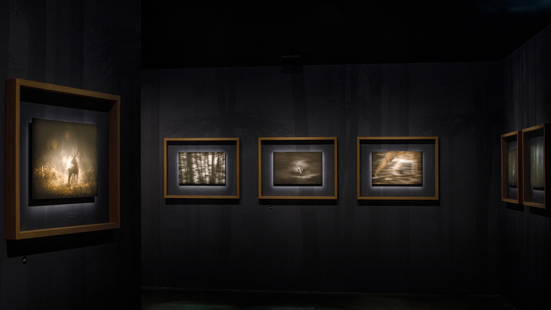 En forêt avec Vincent Munier, vue d'exposition. Avec l'aimable autorisation du Musée des Confluences