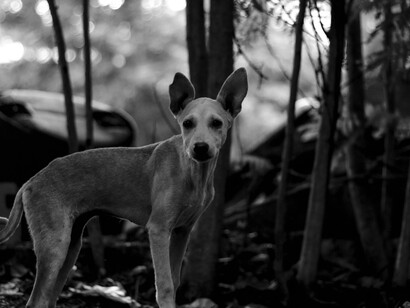 A dog stands in the trees without an owners