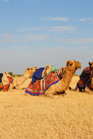 Rann Utsav Camels