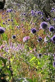Bordure a Petralta, Perugia 