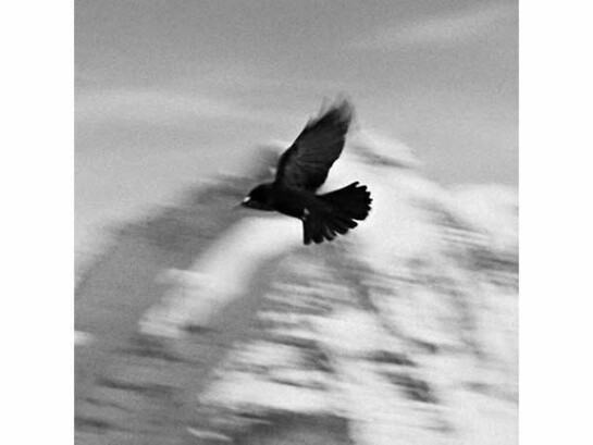 Taryn Simon, Switzerland (detail), Birds of the West Indies, 2014 © Taryn Simon. Courtesy of the artist and Gagosian Gallery