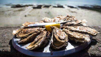 Oysters from New Zealand