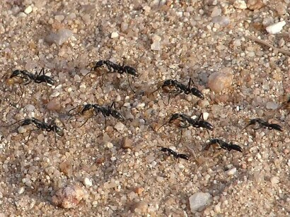 Megaponera analis dopo un banchetto di termiti