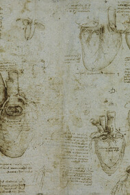 Leonardo da Vinci, The heart and coronary vessels drawing