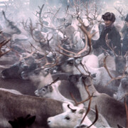 Northern Ways. Courtesy of Arktikum