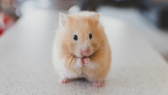 Animales en investigación