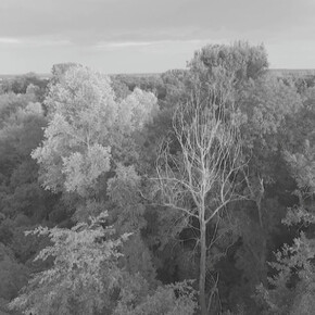 Last Whispers. Courtesy of George Eastman Museum