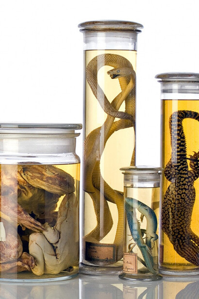 Reptiles and Amphibians. Courtesy of Museum für Naturkunde