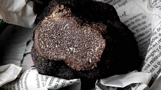 Trufa negra de Aragón