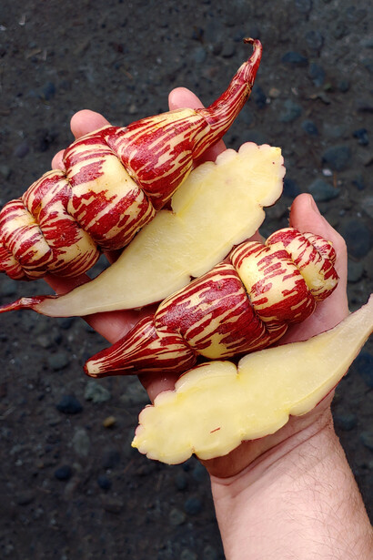 Con una diversidad de variedades y usos, este tubérculo no solo nutre, sino que también conserva una herencia cultural viva y resiliente
