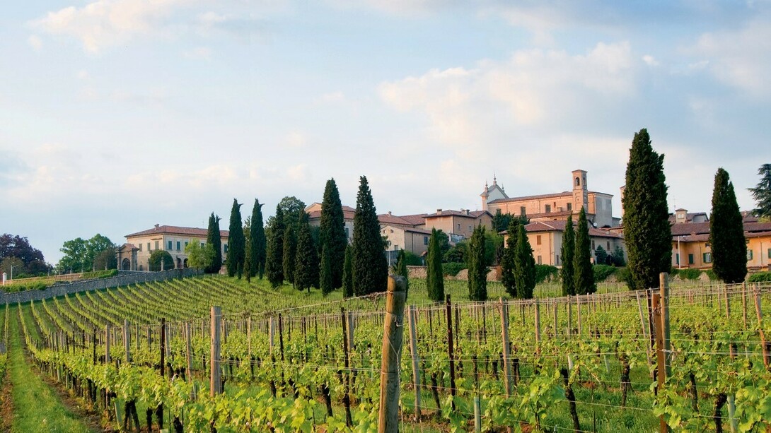 Vigne in Franciacorta