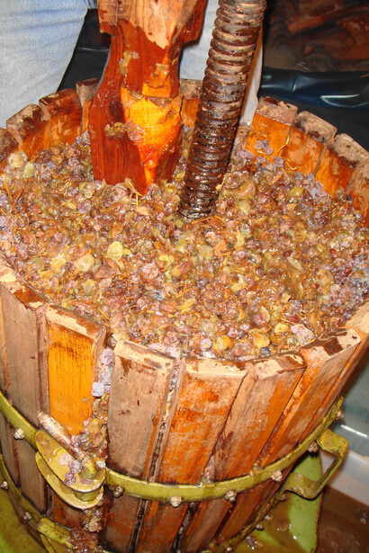 Uve di Trebbiano nella pressa