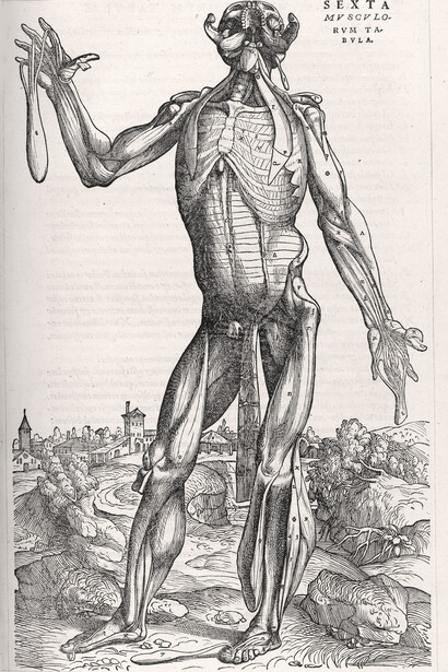 Andrés Vesalio; Lámina del libro «De humani corporis fabrica», 1543