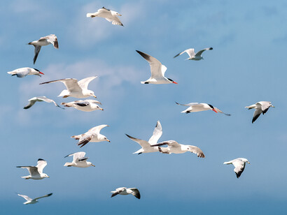 Bandada de gaviotas en vuelo