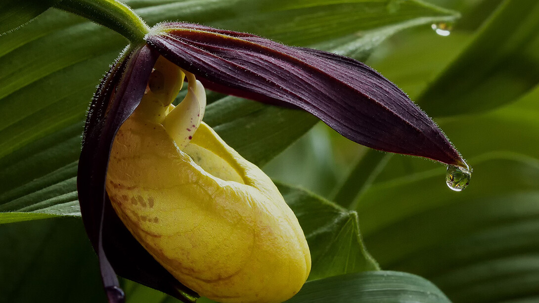 Cypripedium calceolus (Scarpetta di Venere)