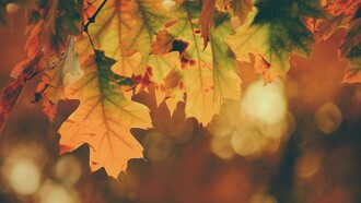 Autunno, il cadere delle foglie e l’ingiallire degli aceri e delle querce 